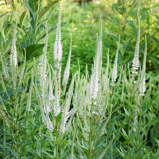 Veronicastrum virginicum 'album' godet de 8/9 cm
