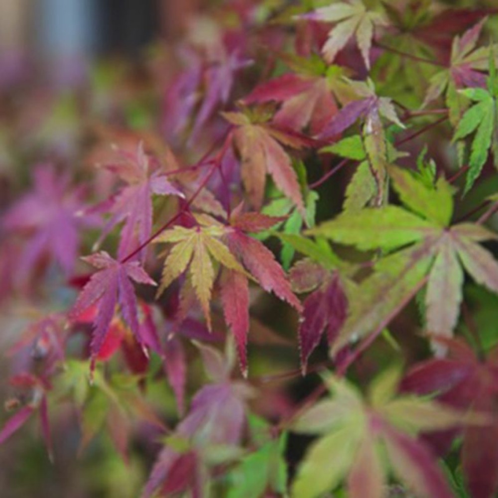 Érable du japon 'beni maiko' (acer palmatum 'beni-maiko')