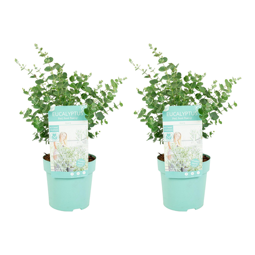 Lot de 2 - eucalyptus gunnii azura - eucalyptus - plantes de jardin - 30-50 cm de haut - ⌀15 cm