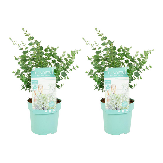 Lot de 2 - eucalyptus gunnii azura - eucalyptus - plantes de jardin - 30-50 cm de haut - ⌀15 cm