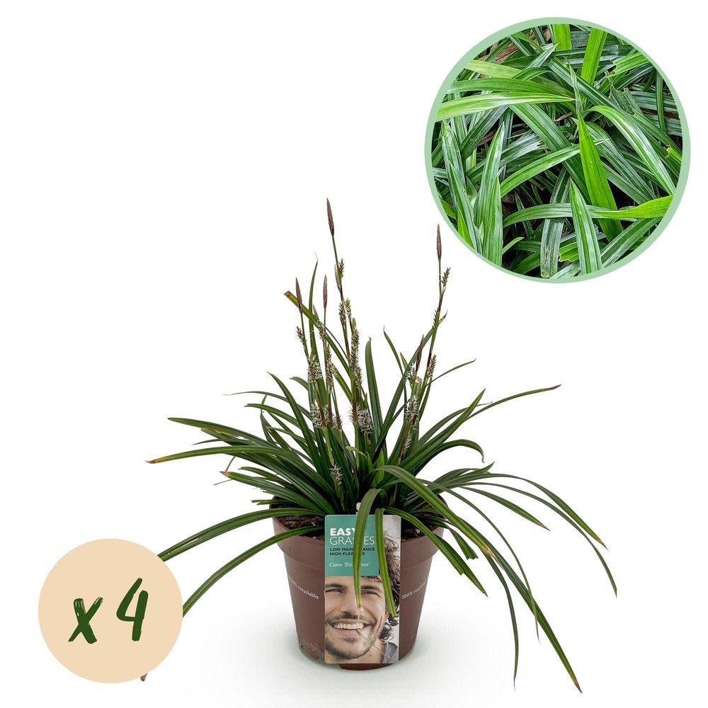 Laîche 'irish green' - lot de 4 - pot 17 cm - hauteur 50 cm