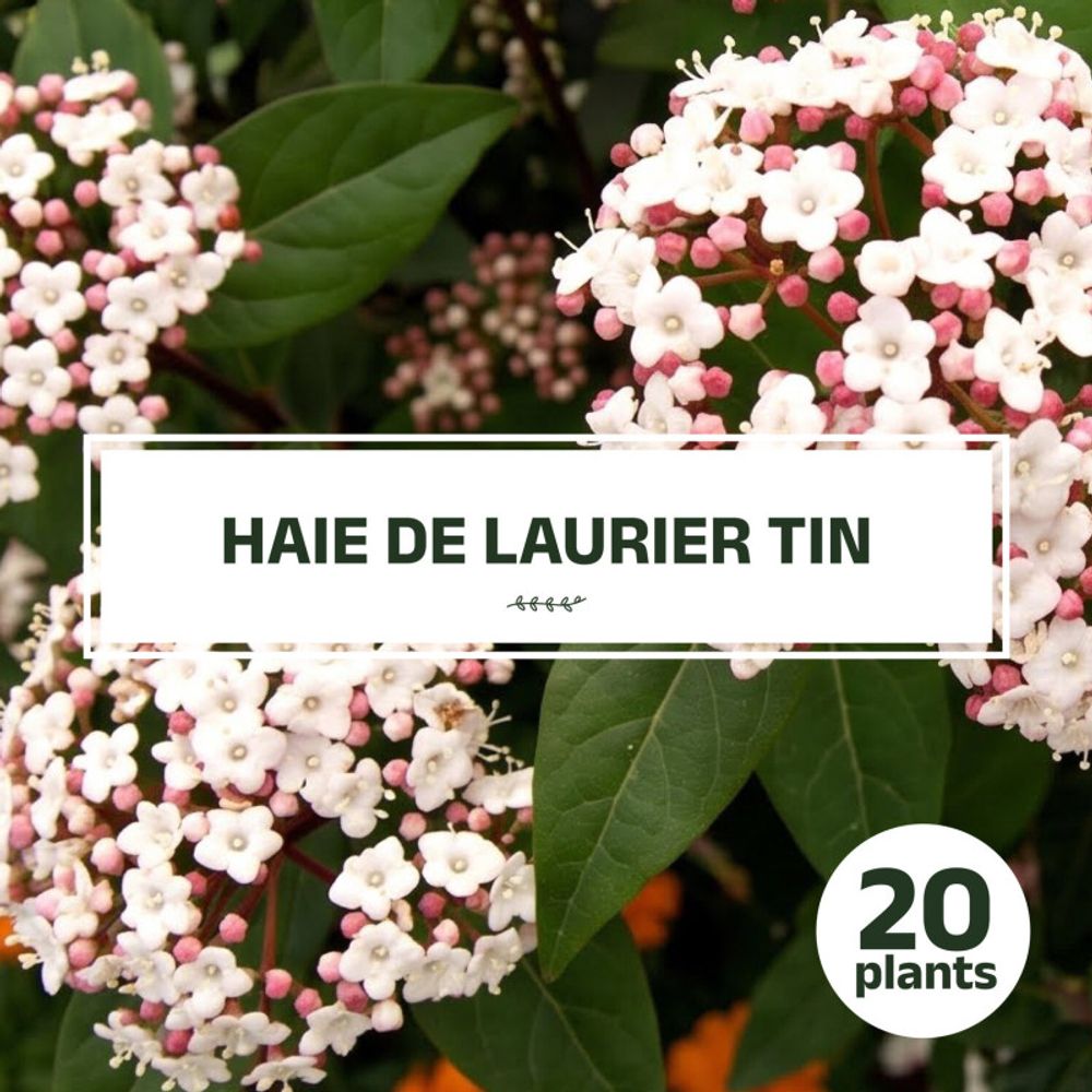 KIT HAIE LAURIER TIN 20P GF400-(766715)