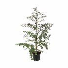 Eucalyptus dalrympleana :h 60/80 cm ctr 5 litres