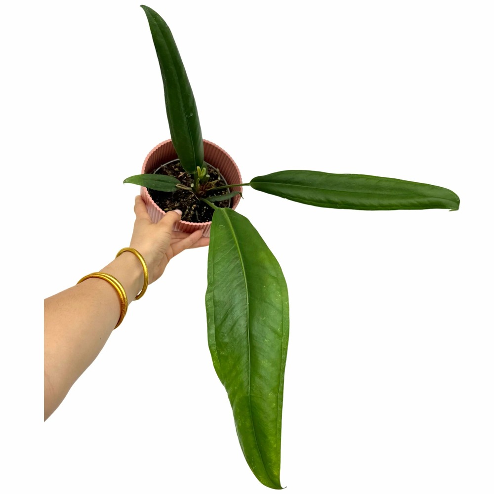 Anthurium bakeri - pot de 12cm
