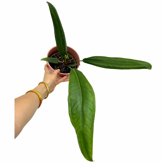 Anthurium bakeri - pot de 12cm