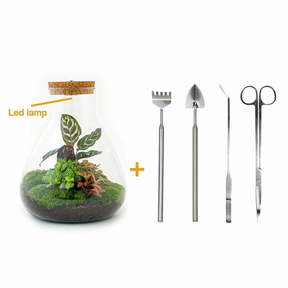 Kit terrarium diy - samos avec led calathea + fittonia rouge et verte - pelle + rateau + pince + ciseau