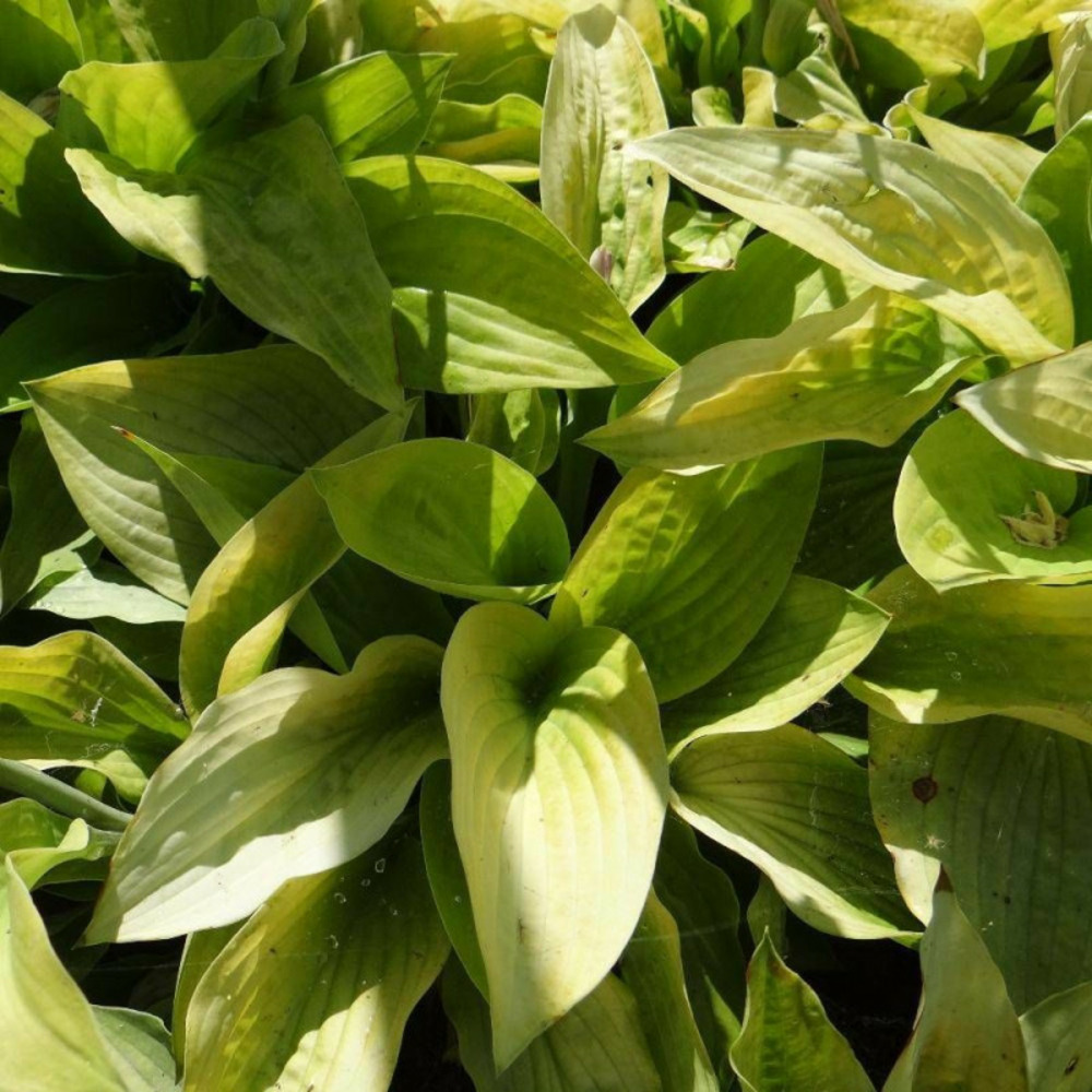Hosta august moon lot de 9 godets