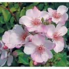 Rosier buisson blanc rose 'Astronomia®' Meiguimov : en motte