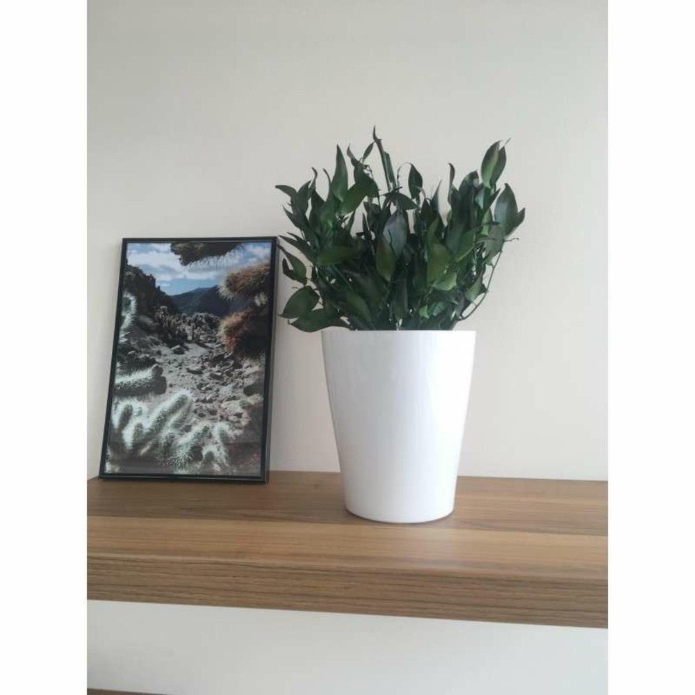 Plante stabilisée ruscus - plante stabilisée - plante d'intérieur - 20 cm