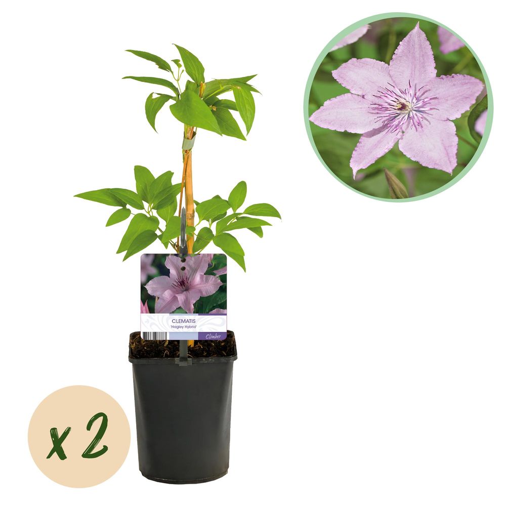 Clématite 'hagley hybrid' - pot 11 cm - hauteur 40 cm - plante d'extérieur