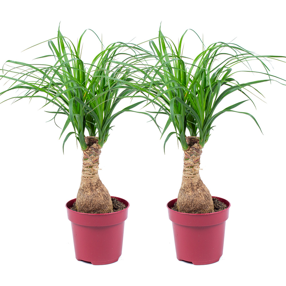 Lot de 2 - beaucarnea recurvata - pied d’éléphant - hauteur 30-40 cm - pot 12 cm