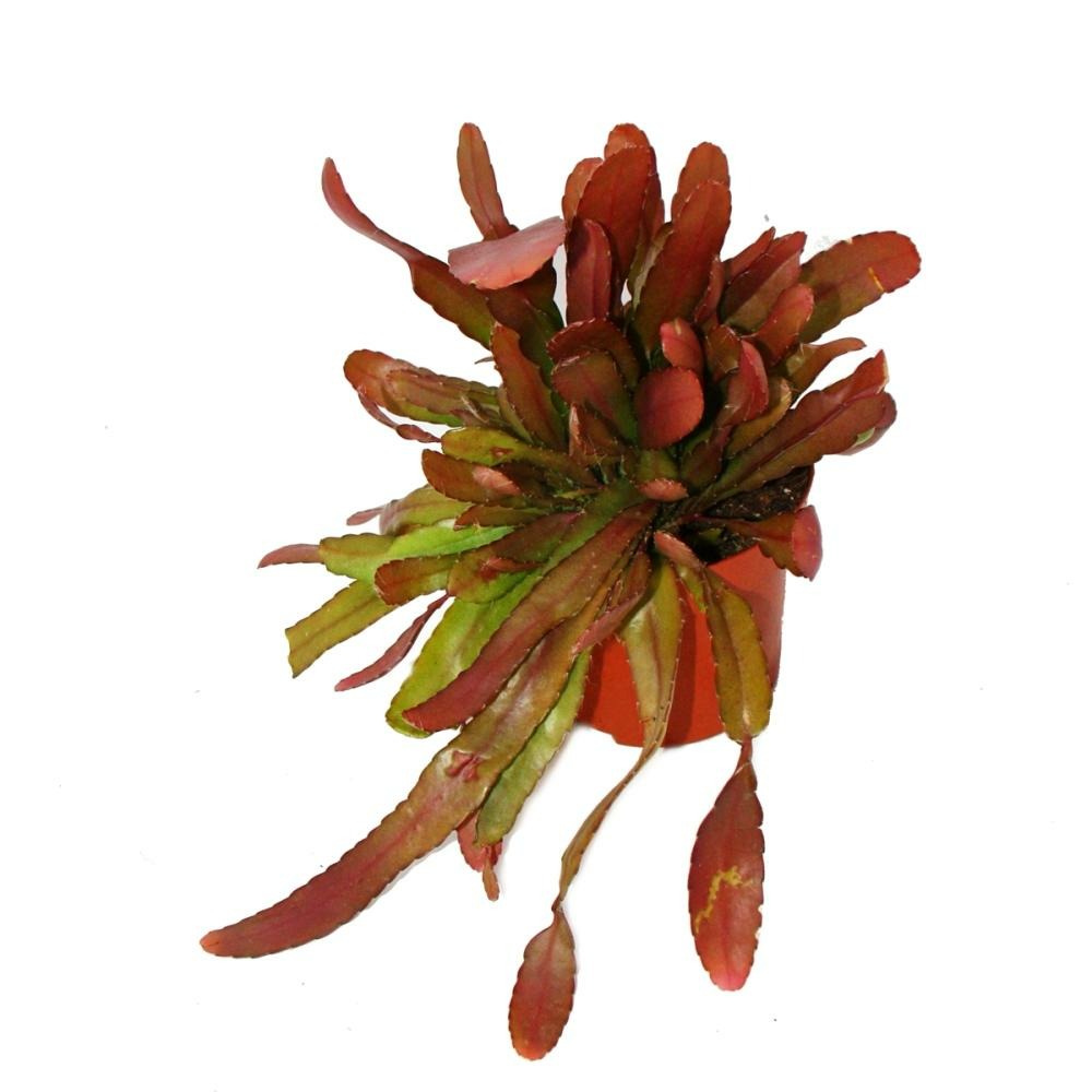 Fouet cactus, rhipsalis heteroclada 