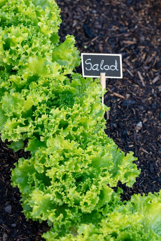 Sachet de graines de laitue à couper lollo bionda - sachet de 3 grammes - petite entreprise française