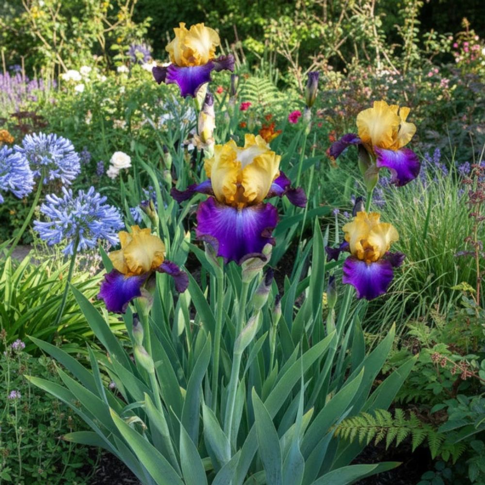 Iris des jardins bold accent lot de 9 godets