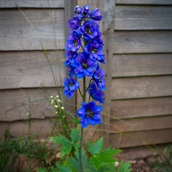 Delphinium géant black knight - le pot / ø 9cm
