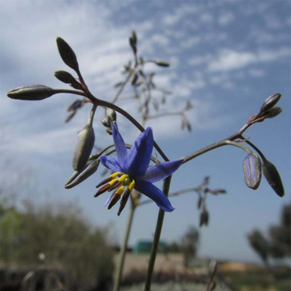 Dianella 'little rev' pot de 2l/3l