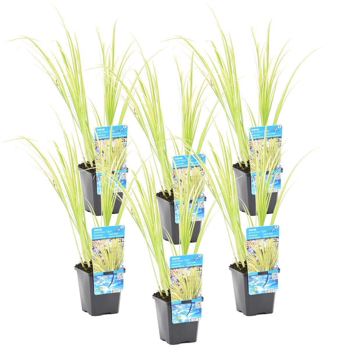 6x acorus 'ogon' - calamus nain - plante d'étang - à feuilles persistantes - ⌀9 cm - ↕10-20 cm