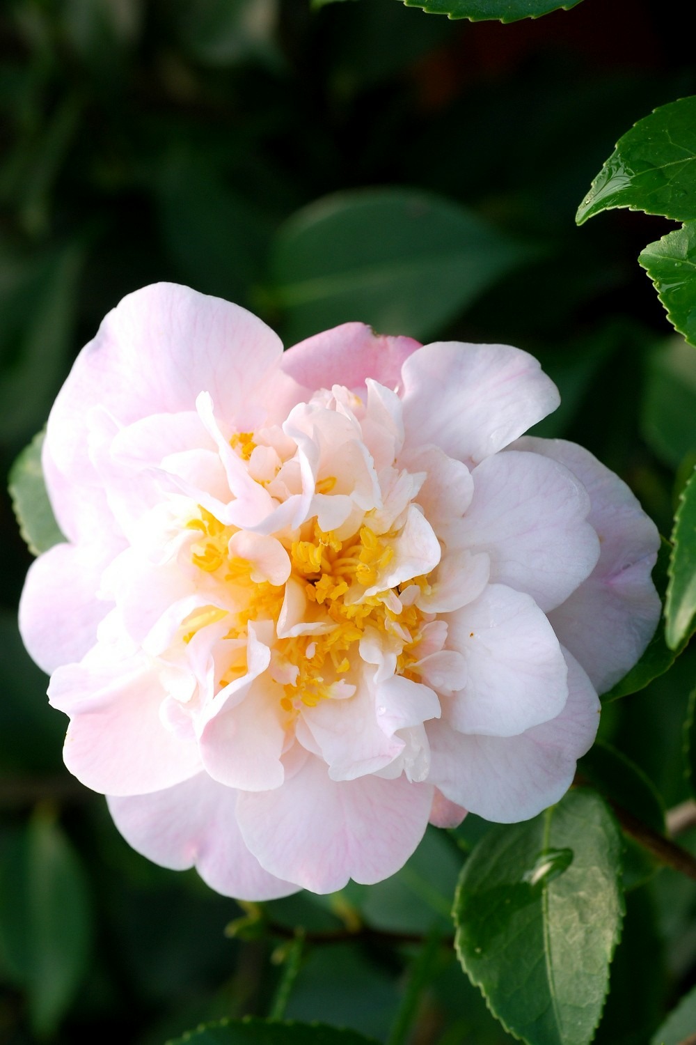 Camélia 'high fragrance' - en pot de 1 litre