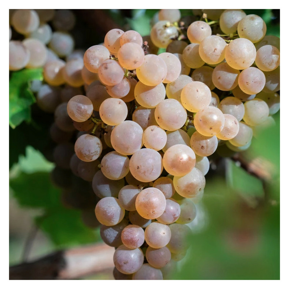 Vigne vinifera vign'happy® pot de 3l - echelle bambou 60/120 cm