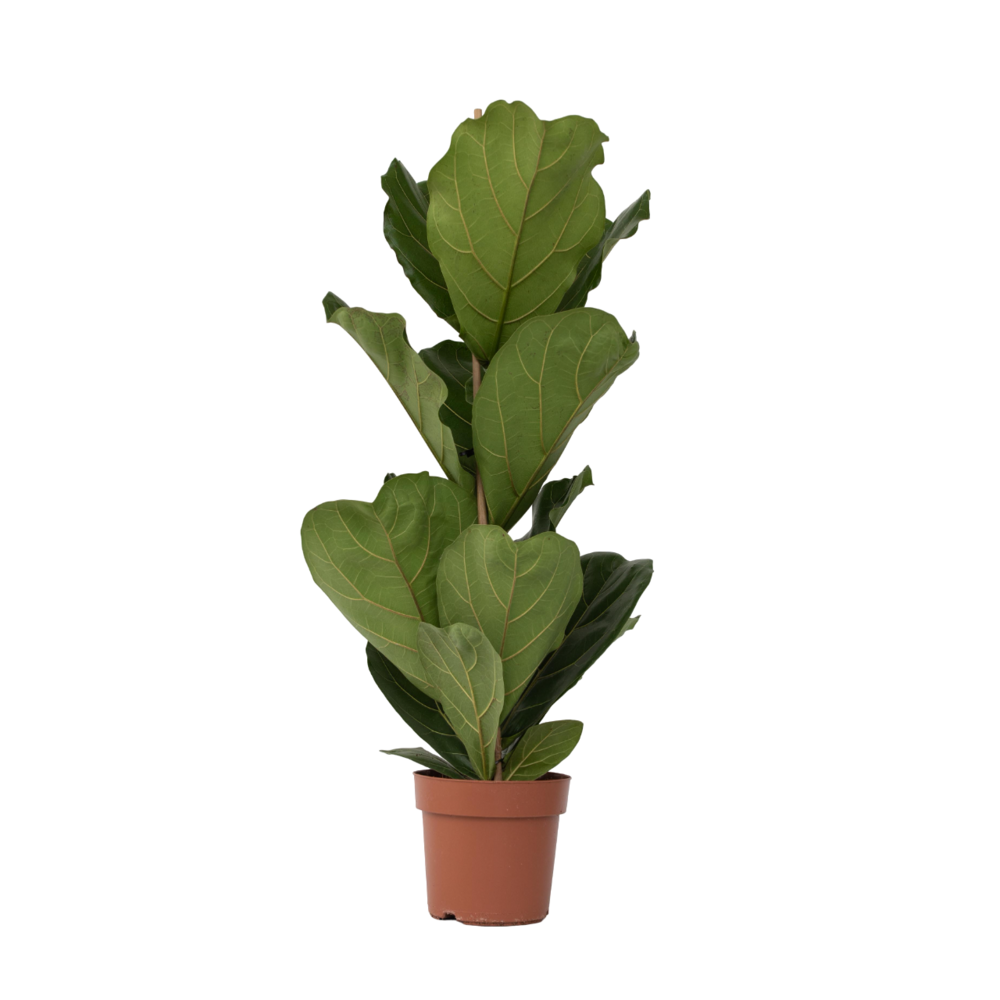 Figuier à feuilles de violon - ficus lyrata - hauteur 70-90cm - ⌀21cm