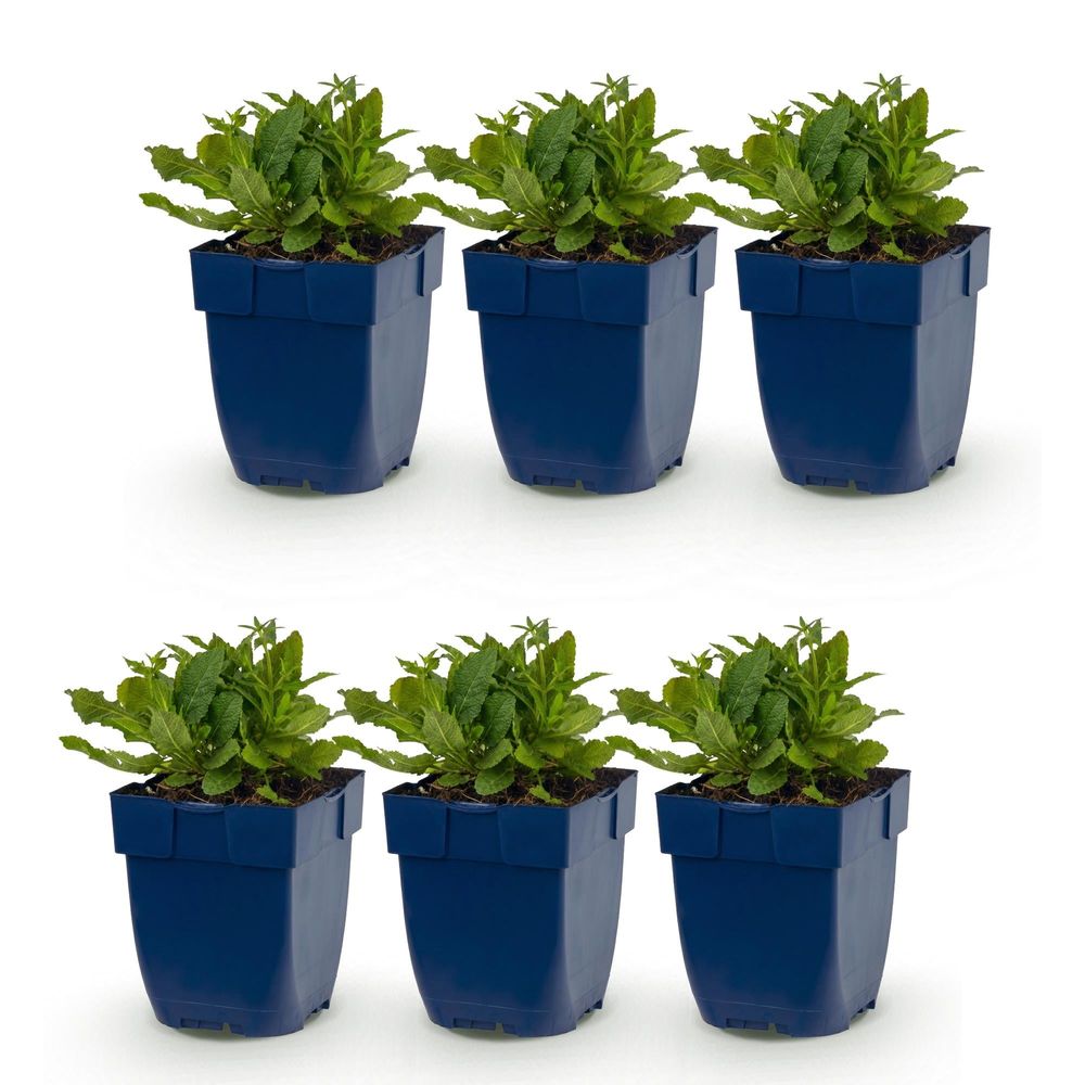 Sauge ornementale 'schneehügel' - lot de 6 - pot 11 cm - hauteur 25 cm - plante d'extérieur
