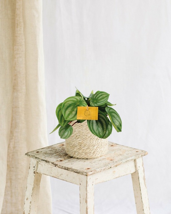 Peperomia argyreia 20cm - plante d'intérieur
