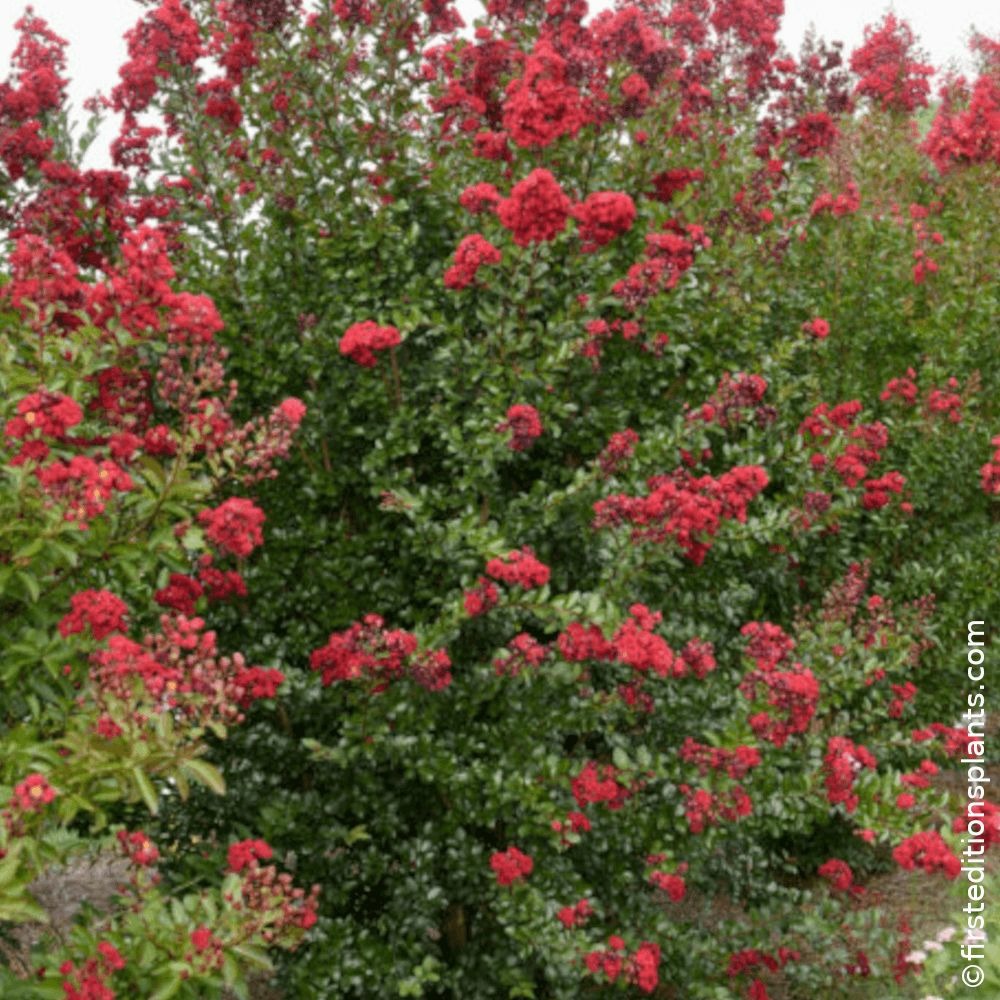Lilas des indes ruffled red magic® 'piilag-vii', lagerstroemia pot de 3l - touffe