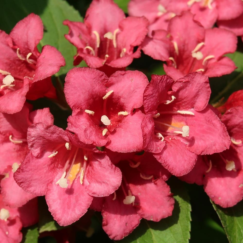 Weigela 'eva rathke' pot de 2l/3l