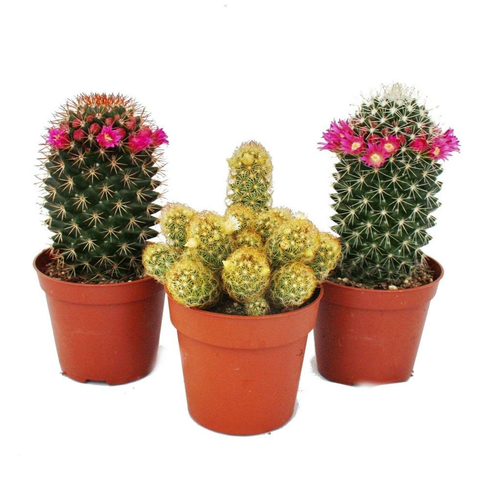 3 cactus à fleurs dans un ensemble