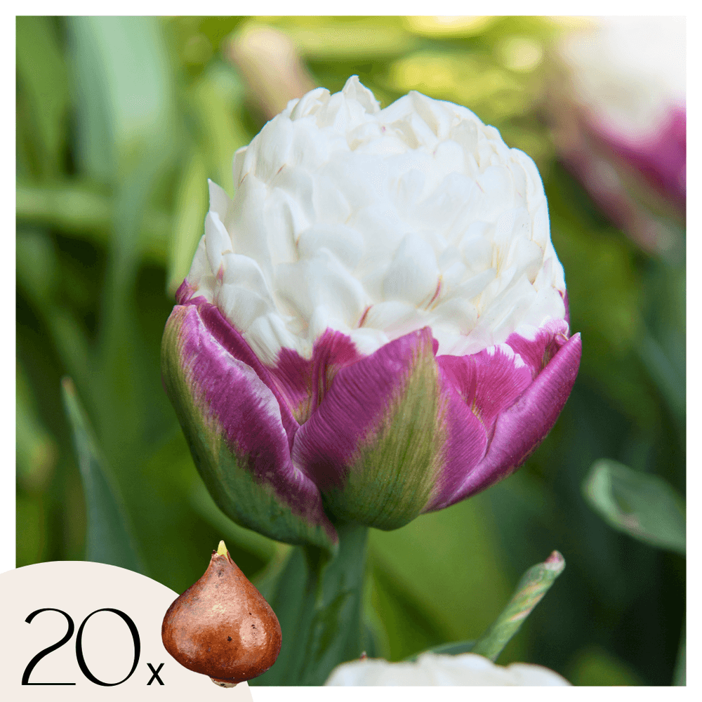 Tulipe - set de 20 - tulipa 'ice cream' - bulbes à fleurs - violet