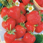 20 fraisiers remontants la savoureuse de willemse ®, le paquet de 20 racines nues
