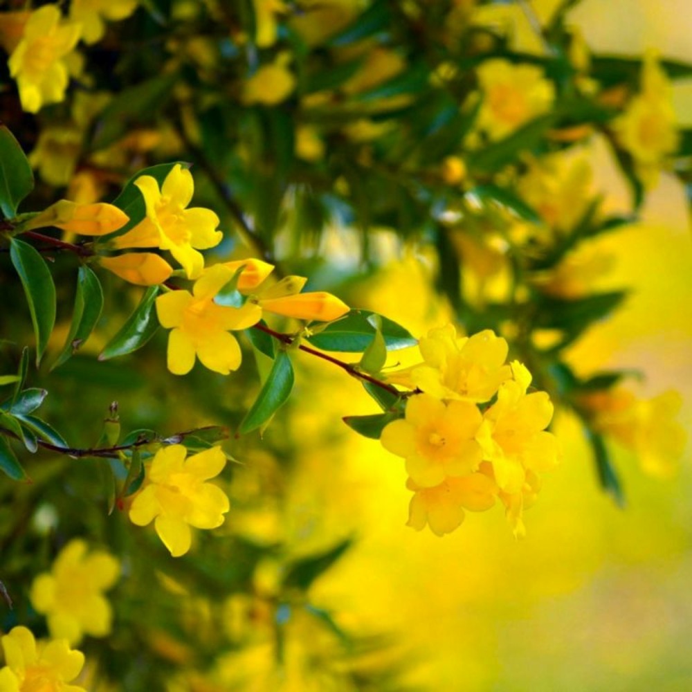Jasmin d'hiver (jasminum nudiflorum)