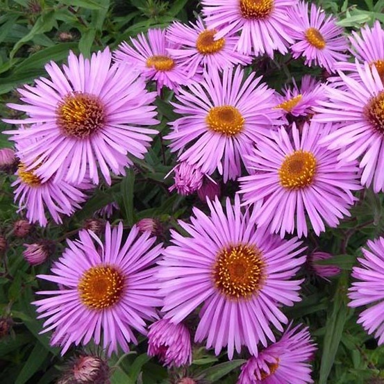 Aster de la nouvelle-angleterre 'barr's pink' godet de 8/9 cm