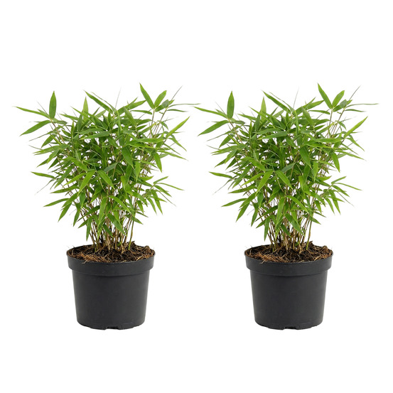 Lot de 2 - fargesia rufa - plante bambou - h. 20-40 cm - p. Ø 14 cm