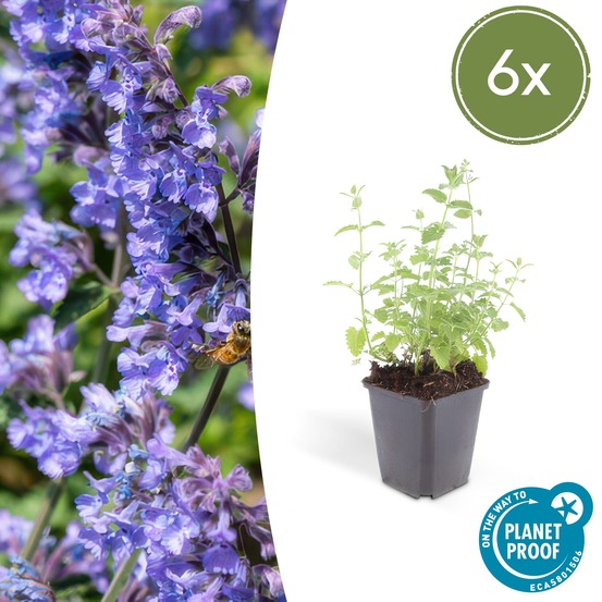 Nepeta 'six hills giant' x6 – entre 0,38 et 0,5m2