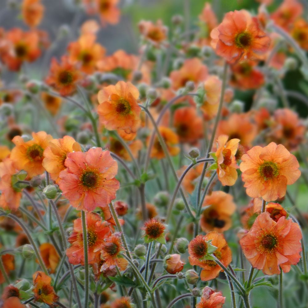 Benoîte 'totally tangerine' pot de 1l/1,5l