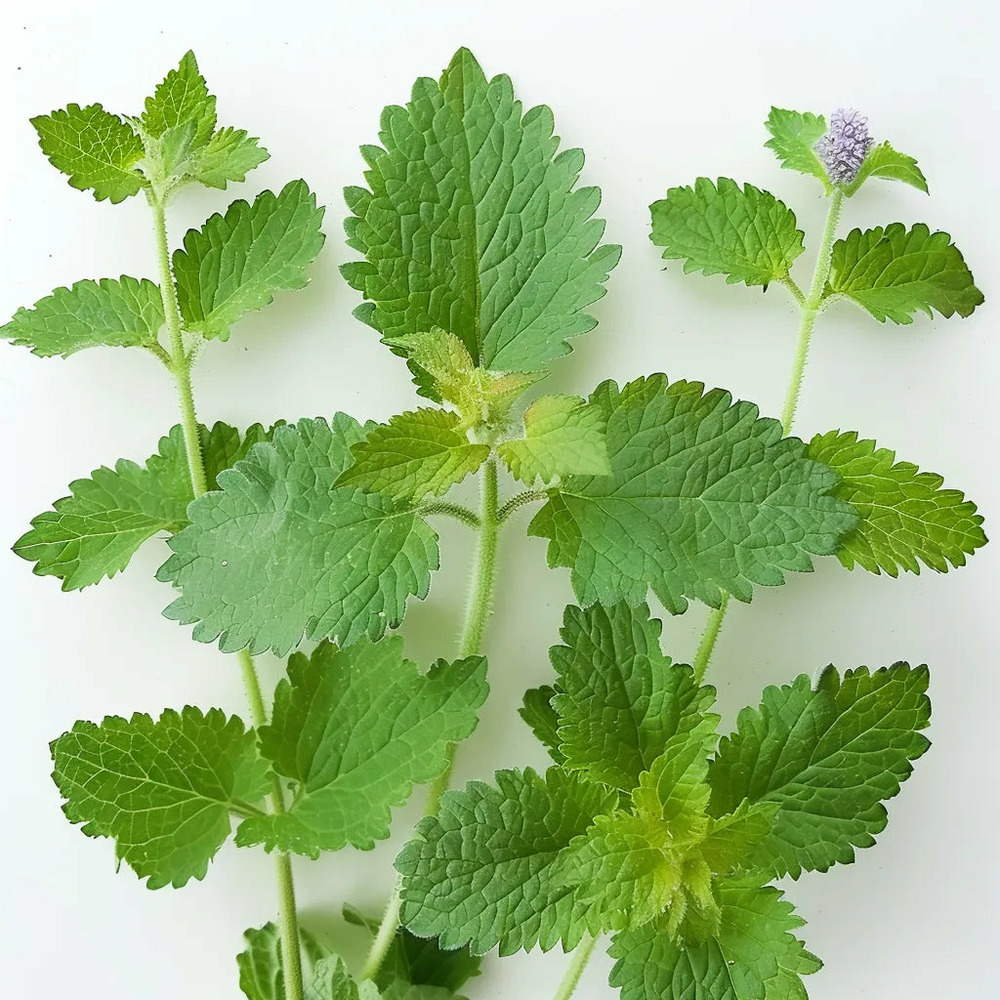 200 graines d'herbe à chat (cataire) - semisauvage permaculture