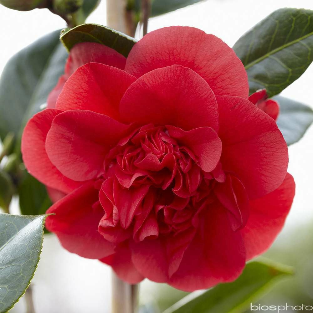 Camélia 'john tooby'pot 7,5l Truffaut