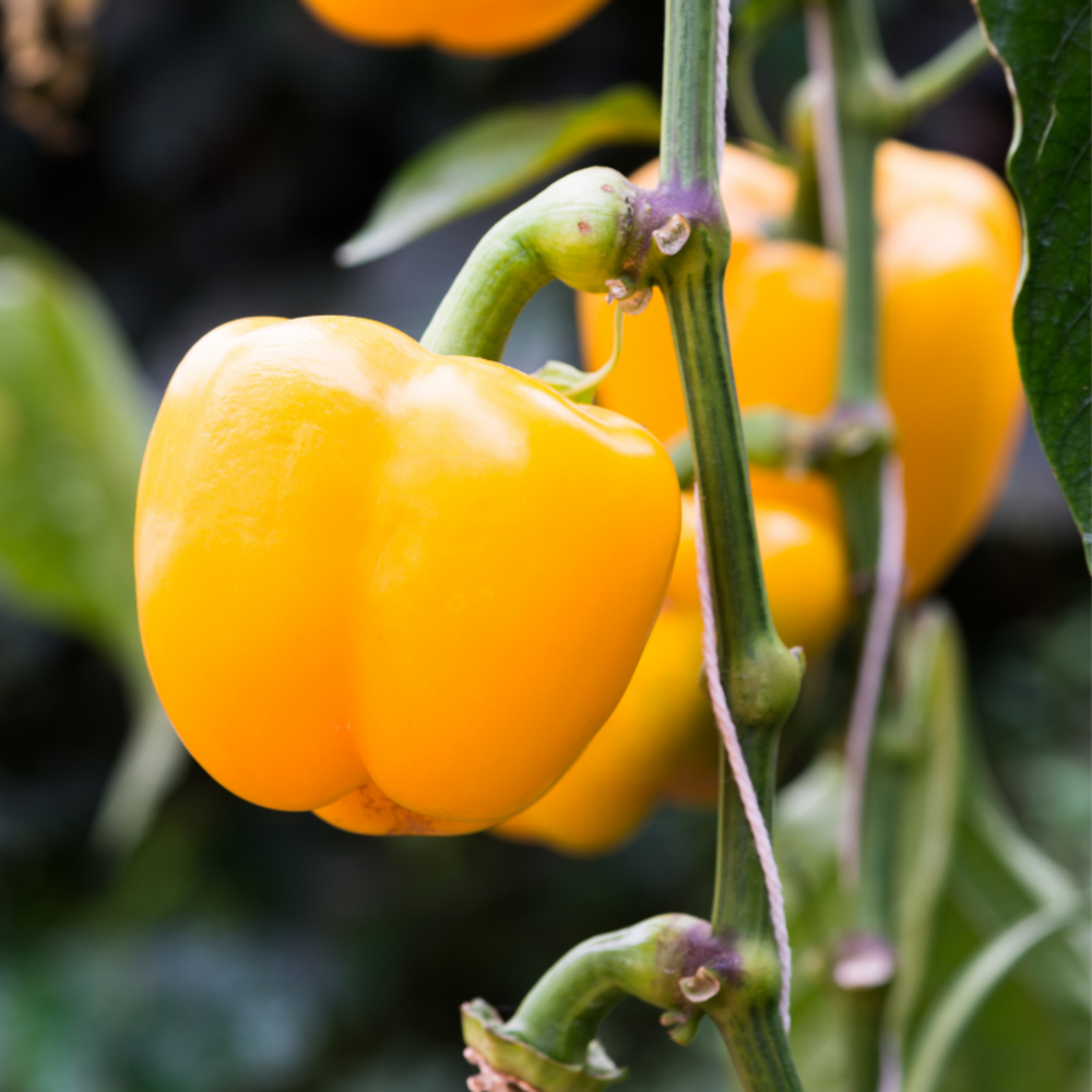 3 plants poivron jaune tenor en pot