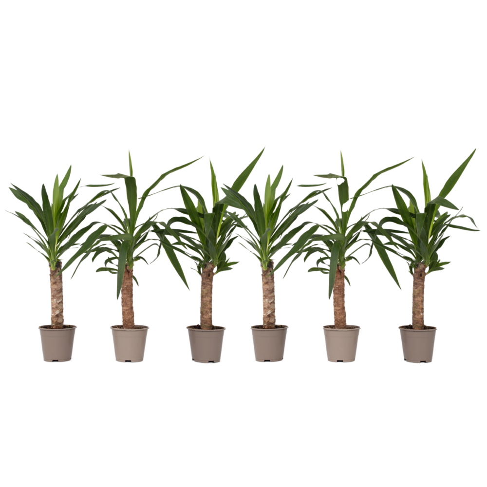 Pied d'éléphant - set de 6 - yucca elephantipes - hauteur 50-60cm - ⌀14cm