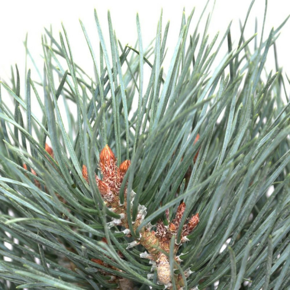 Pin sylvestre nain chantry blue, pinus pot de 5l - 40/60 cm