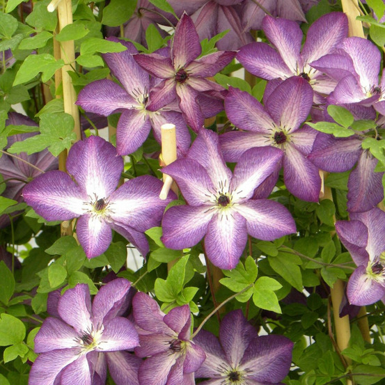 Clématite viticella venosa pot de 2l - tuteur bambou 60/90 cm