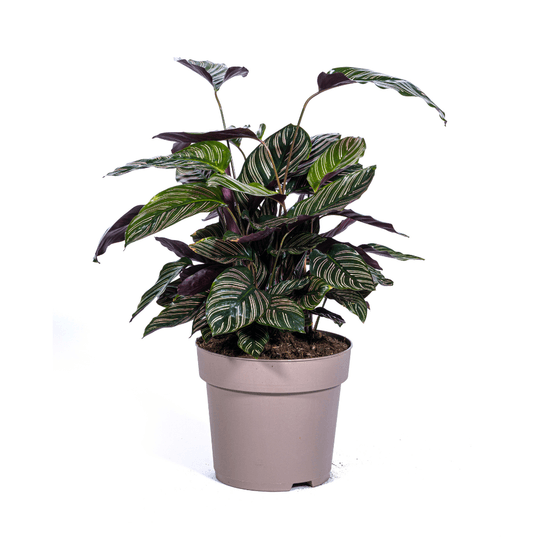 Calathea ornata sanderiana ø27cm - ↕60 - 80cm - plantes d'intérieur