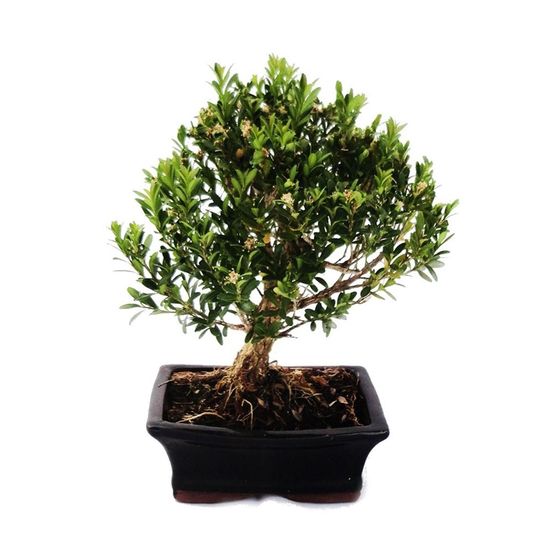 Buis bonsaï - buxus herlandii 15cm