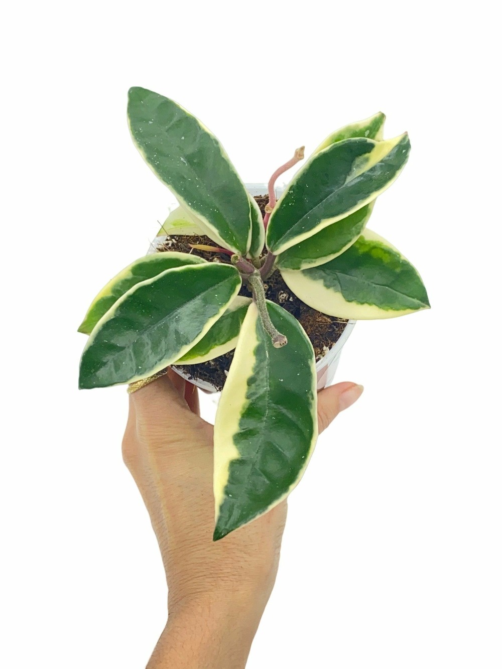 Hoya carnosa krimson queen - pot de 9cm