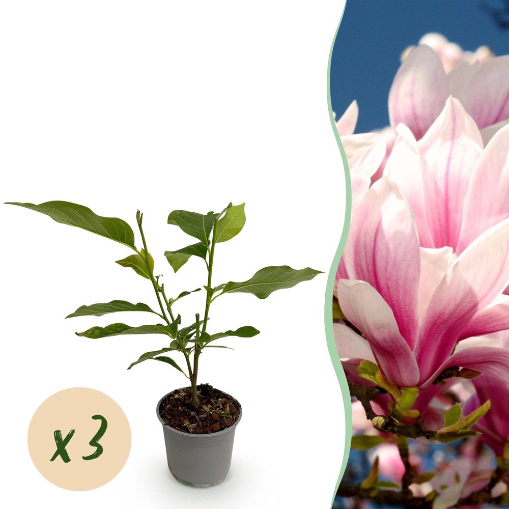 Magnolia - lot de 3 - pot 12 cm - hauteur 30 cm