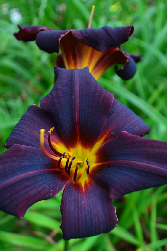 Hémérocalle 'starling' - en pot de 2 litres
