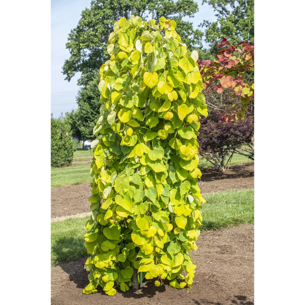 Gainier du canada 'golden falls' pot de 4l/5l, baliveau