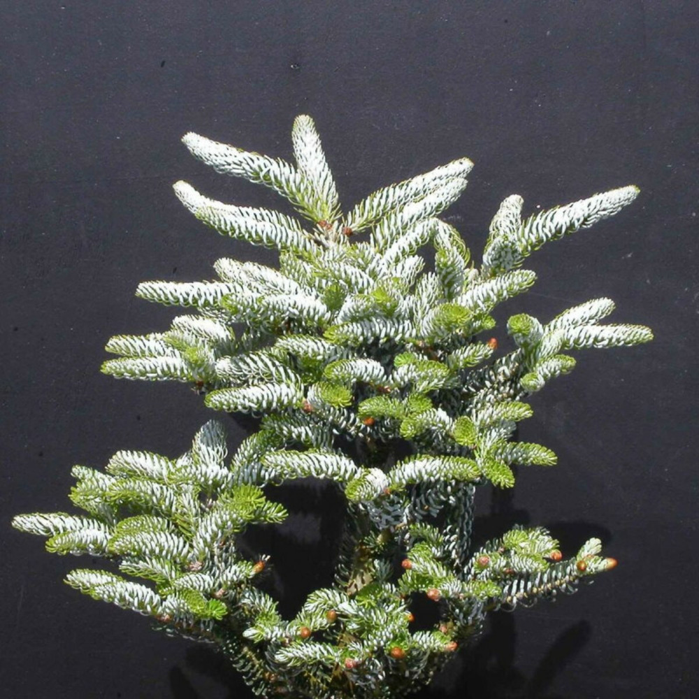 Sapin de corée silberlocke, abies koreana pot de 3l - 20/40 cm