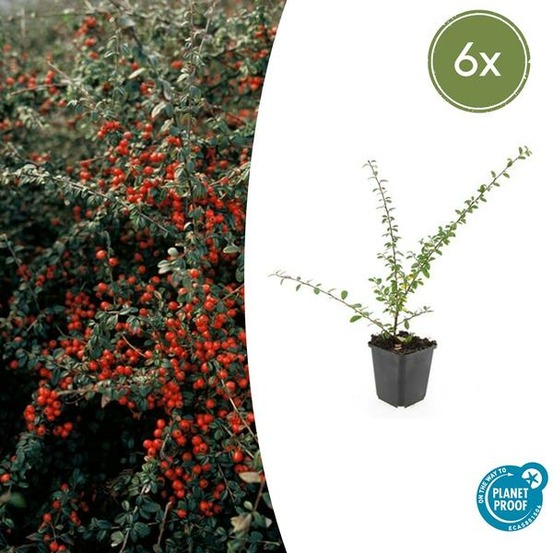 Cotonéaster de dammer 'coral beauty' x6 – entre 0,38 et 0,5m2